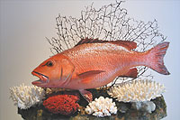 Kupferbarsch